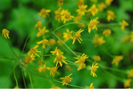 Forest Flowers