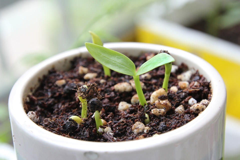 Seedlings